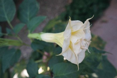 Datura