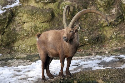 Capra ibex