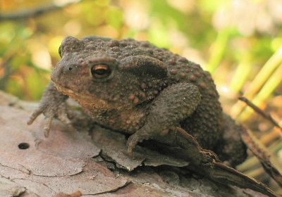 Bufo