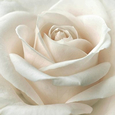 white rose