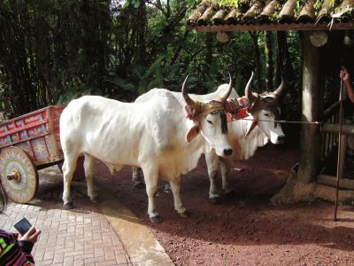 Carreta tradicional de bueyes, Costa Rica.