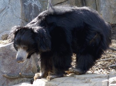 Orso labiato