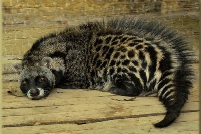 African civet