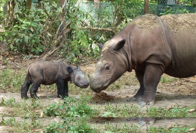 Sumatran rhino