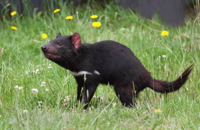 Taismanian devil