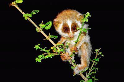 Slender loris