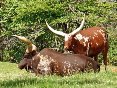 Ankole watusi