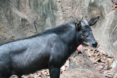 Capricorno di sumatra