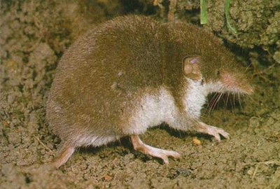 Crocidura ventrebianco