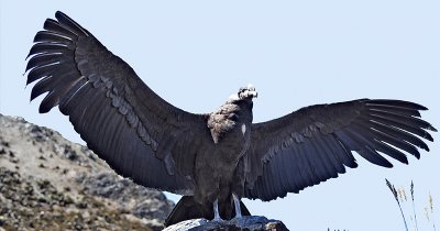 Condor