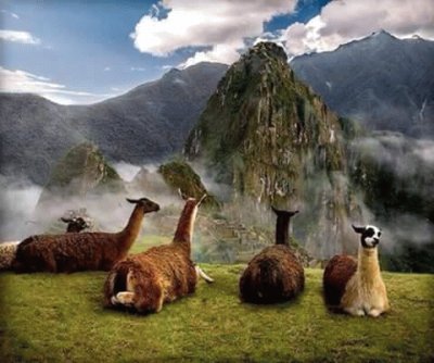 LLAMAS