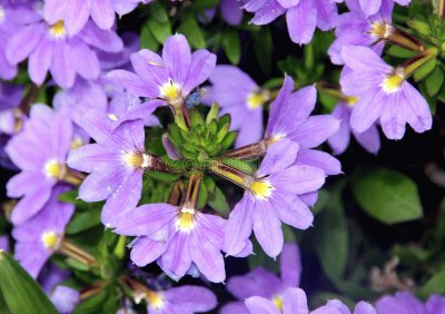 Scaevola