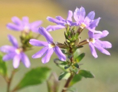 Scaevola