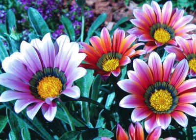 Gazania