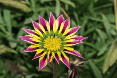 Gazania