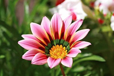 Gazania