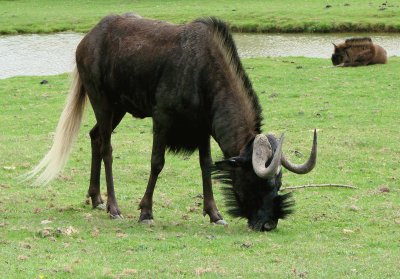 Gnu dalla coda bianca