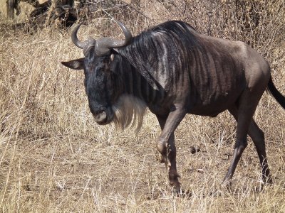 Gnu striato