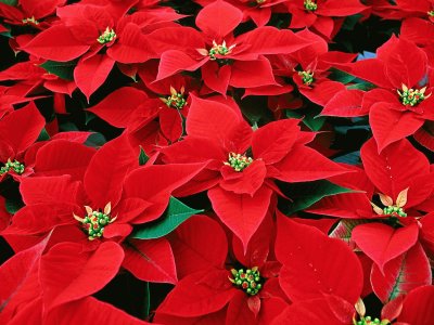 poinsettia