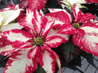 poinsettia