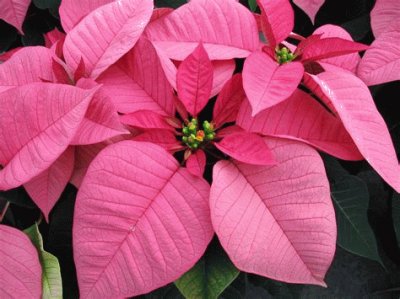 poinsettia