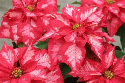 poinsettia