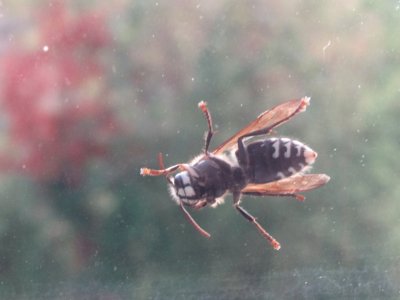 Bug on my bedroom window!