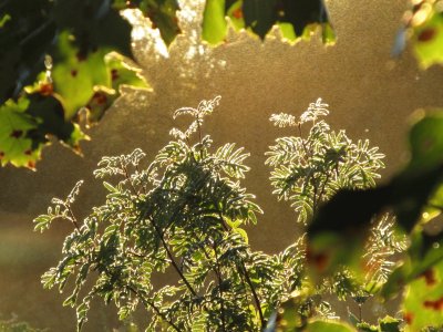 Field plants silhouetted by morning sun