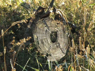 Spiderweb in the morning sun