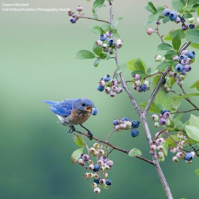 lovely little bird