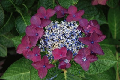 Hortensia