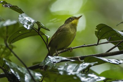 Bul verde dagli occhiali