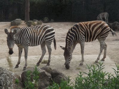 Zebra del capo