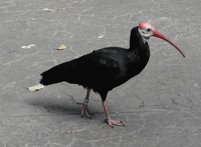 Ibis calvo