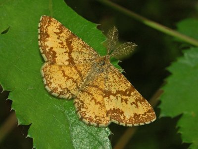 Geometridae