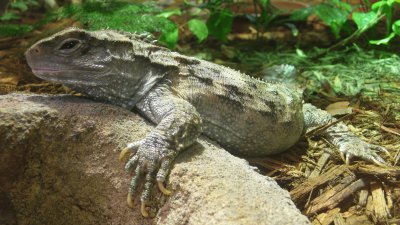 Tuatara