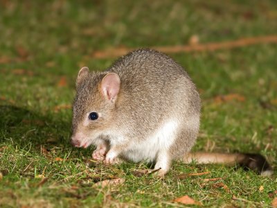 Bettongia