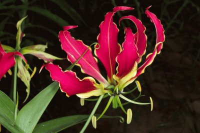 Gloriosa