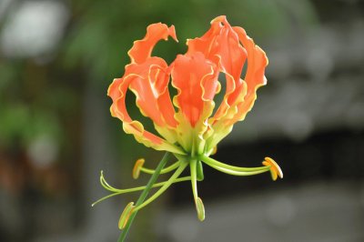 Gloriosa