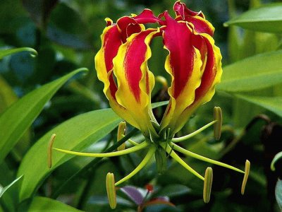 Gloriosa