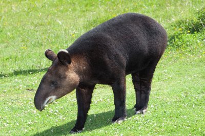 Tapiro delle ande