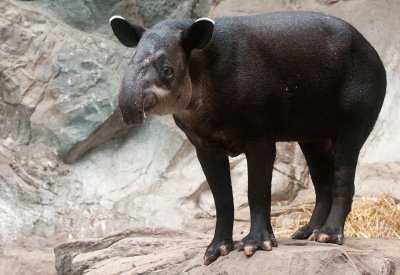 Tapiro di baird