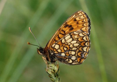 Melitaea britomartis