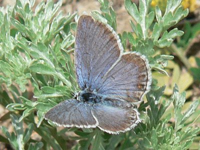 Plebejus trappi