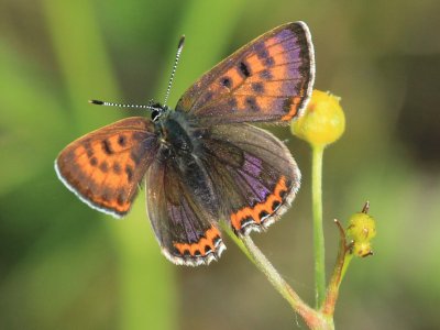 Lycaena helle