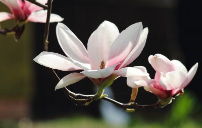 Magnolia