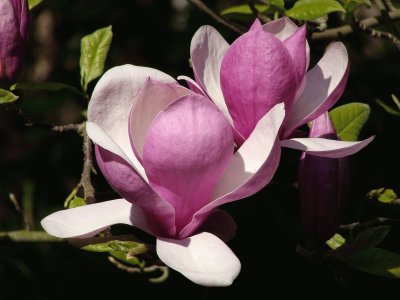 Magnolia