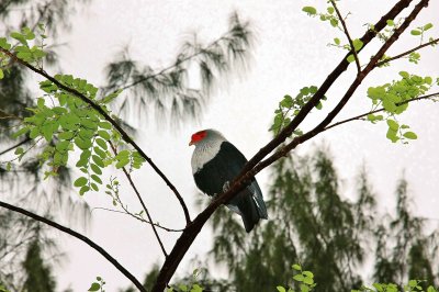 Piccione blu delle seychelles