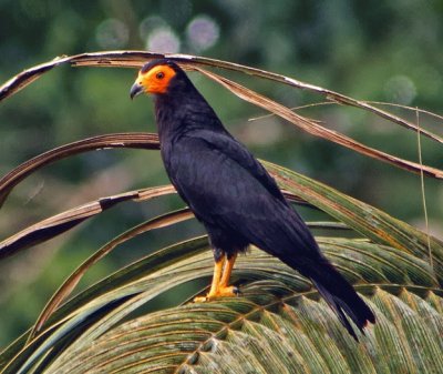 Caracara nero