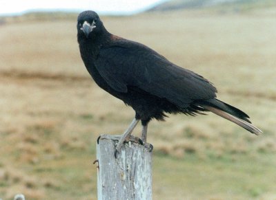 Caracara striato